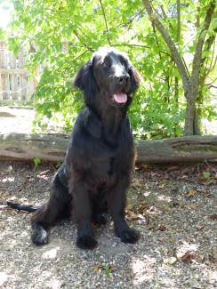 Therapiehund Lisa im Grünen